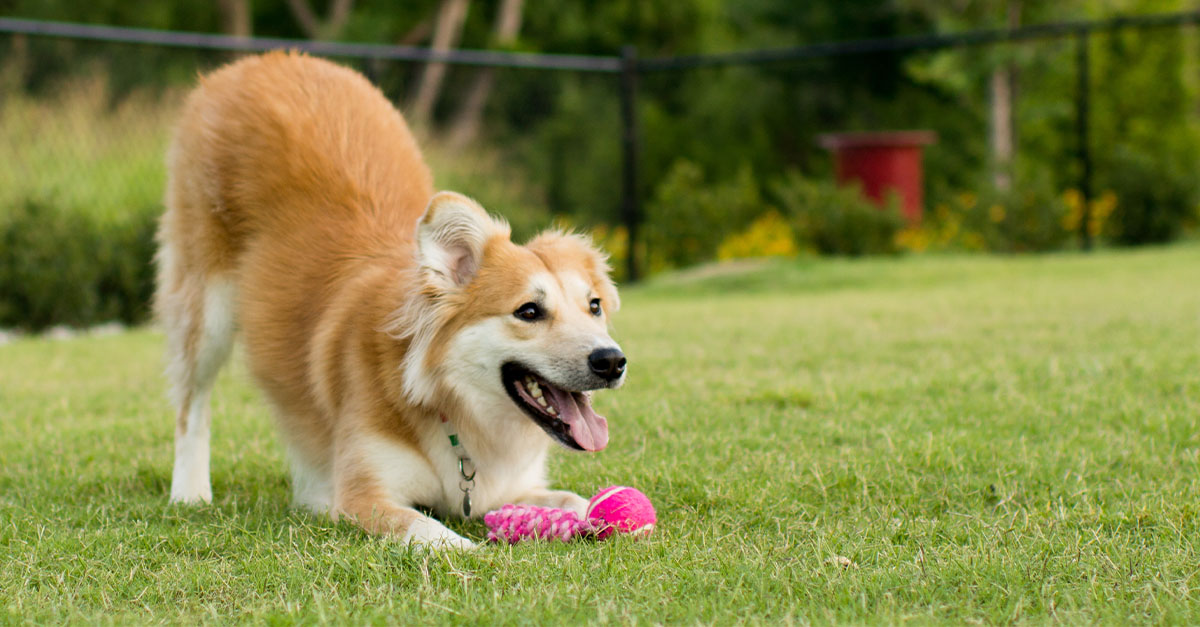 A happy dog playing in the backyard