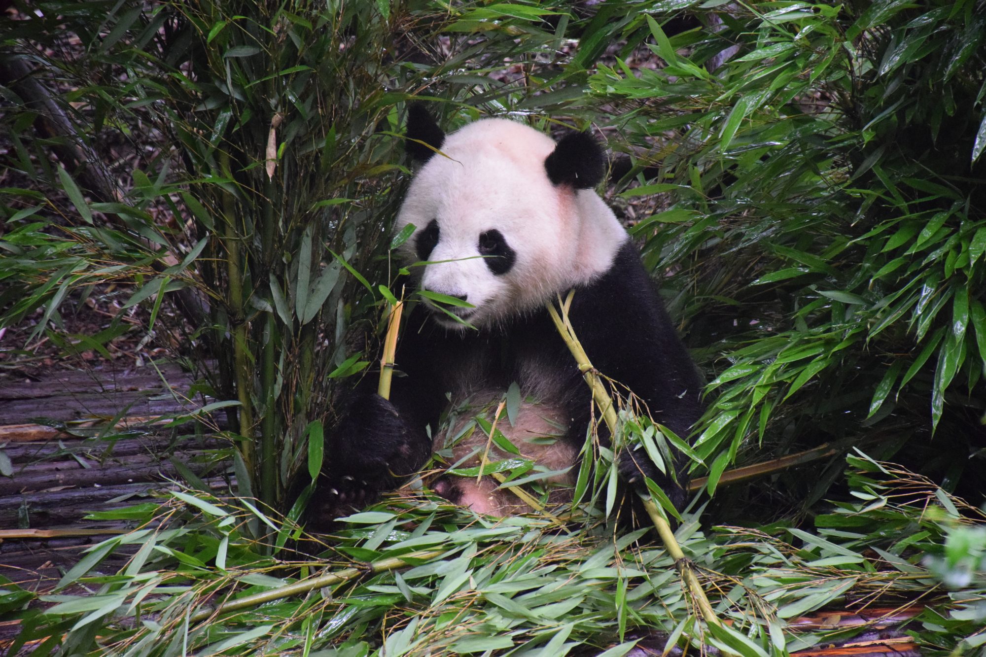 Giant Panda thriving in its natural habitat