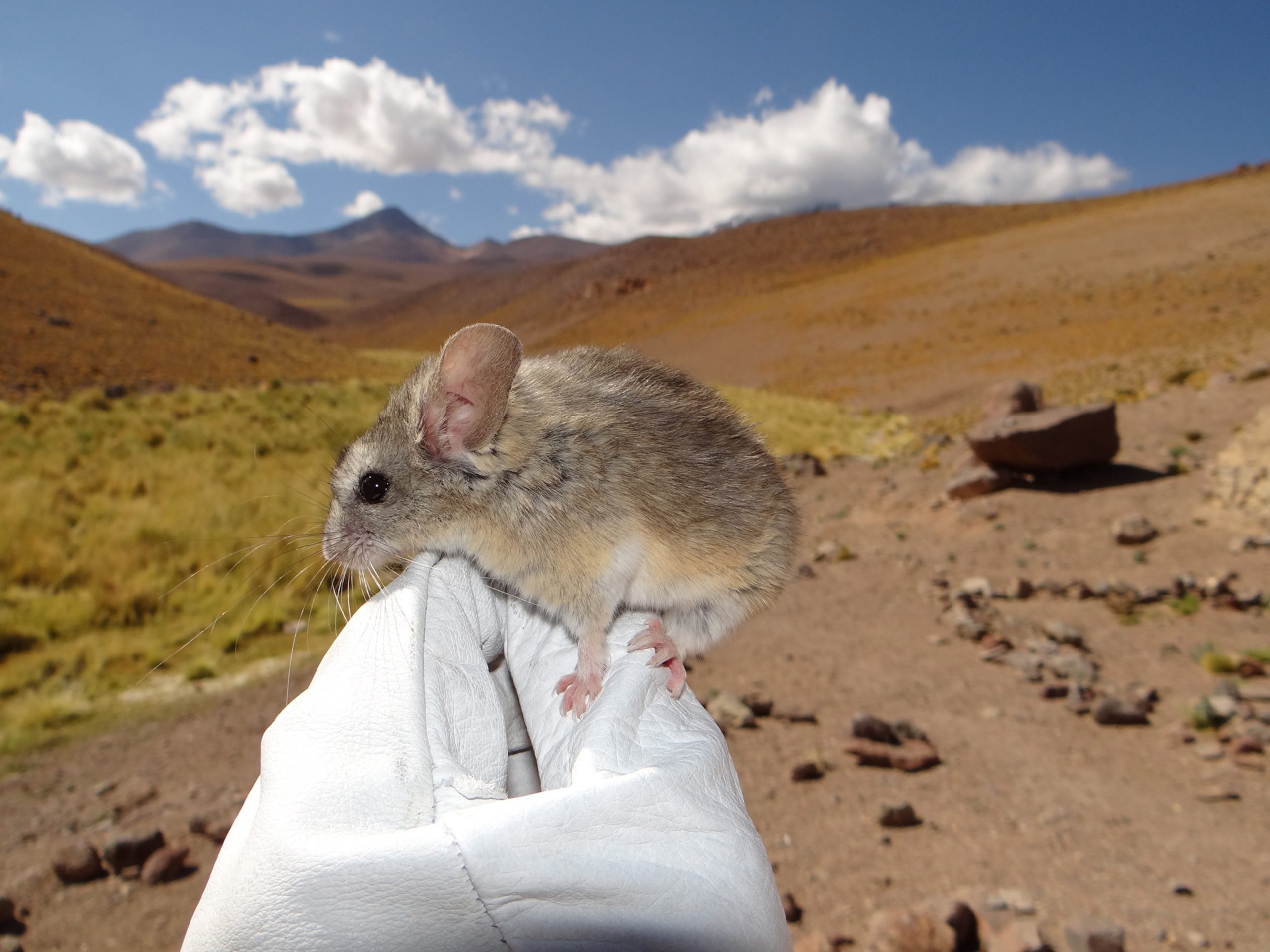 The Andean mouse adapted to high altitudes