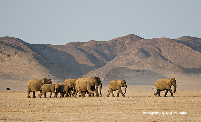 Elephants migrating across a dry savannah