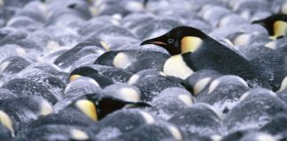 Antarctic animals braving extreme weather conditions