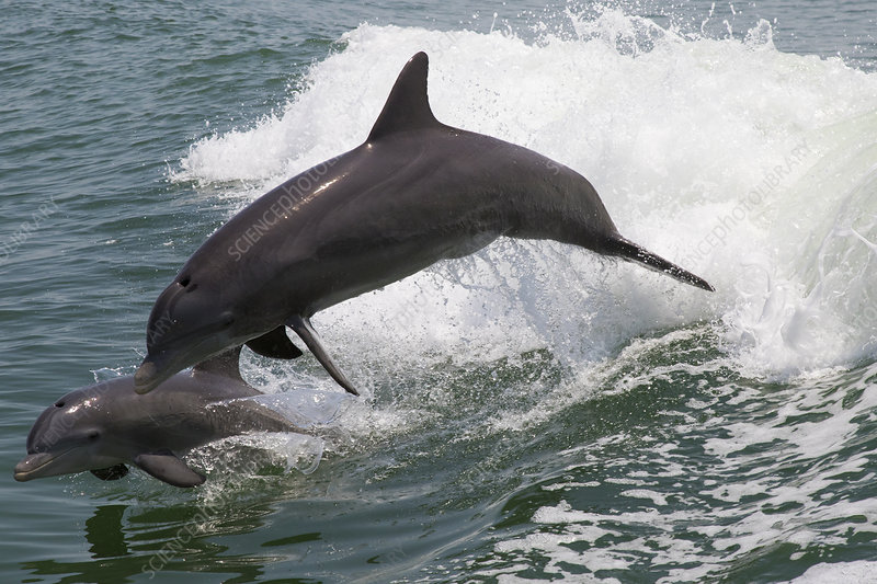 A dolphin calf learning by mimicking its mothers leaps