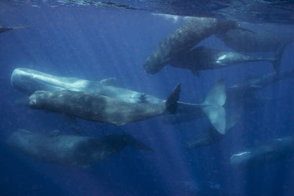 A pod of whales communicating in the ocean