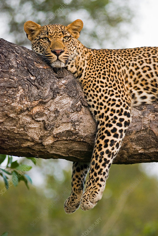A leopard showcasing its climbing prowess