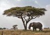 How Grassland Animals Adapt to Seasonal Changes A typical African savanna landscape with elephants and acacia trees