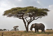 How Grassland Animals Adapt to Seasonal Changes A typical African savanna landscape with elephants and acacia trees