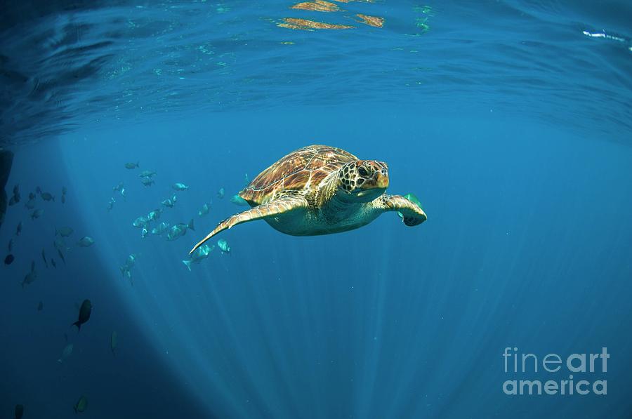 A sea turtle gracefully navigating the open ocean