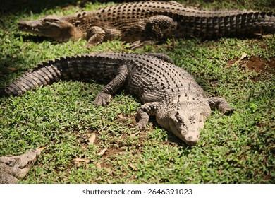 A crocodile showcasing its natural armor in a river habitat