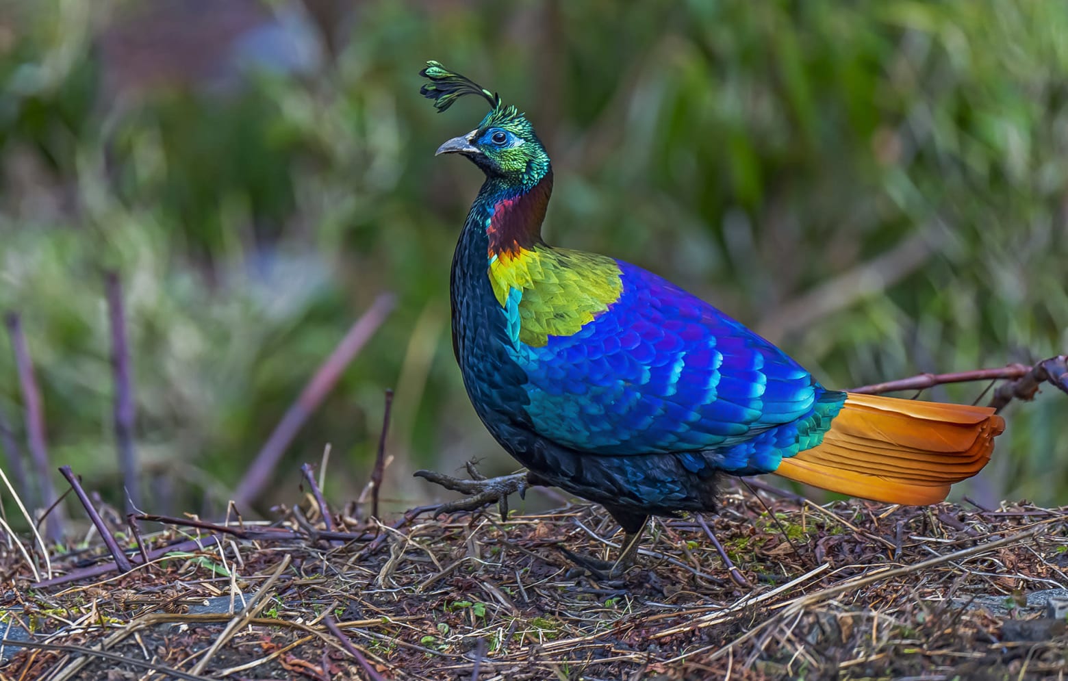 A Himalayan monal displaying its vibrant plumage in the Himalayan forests