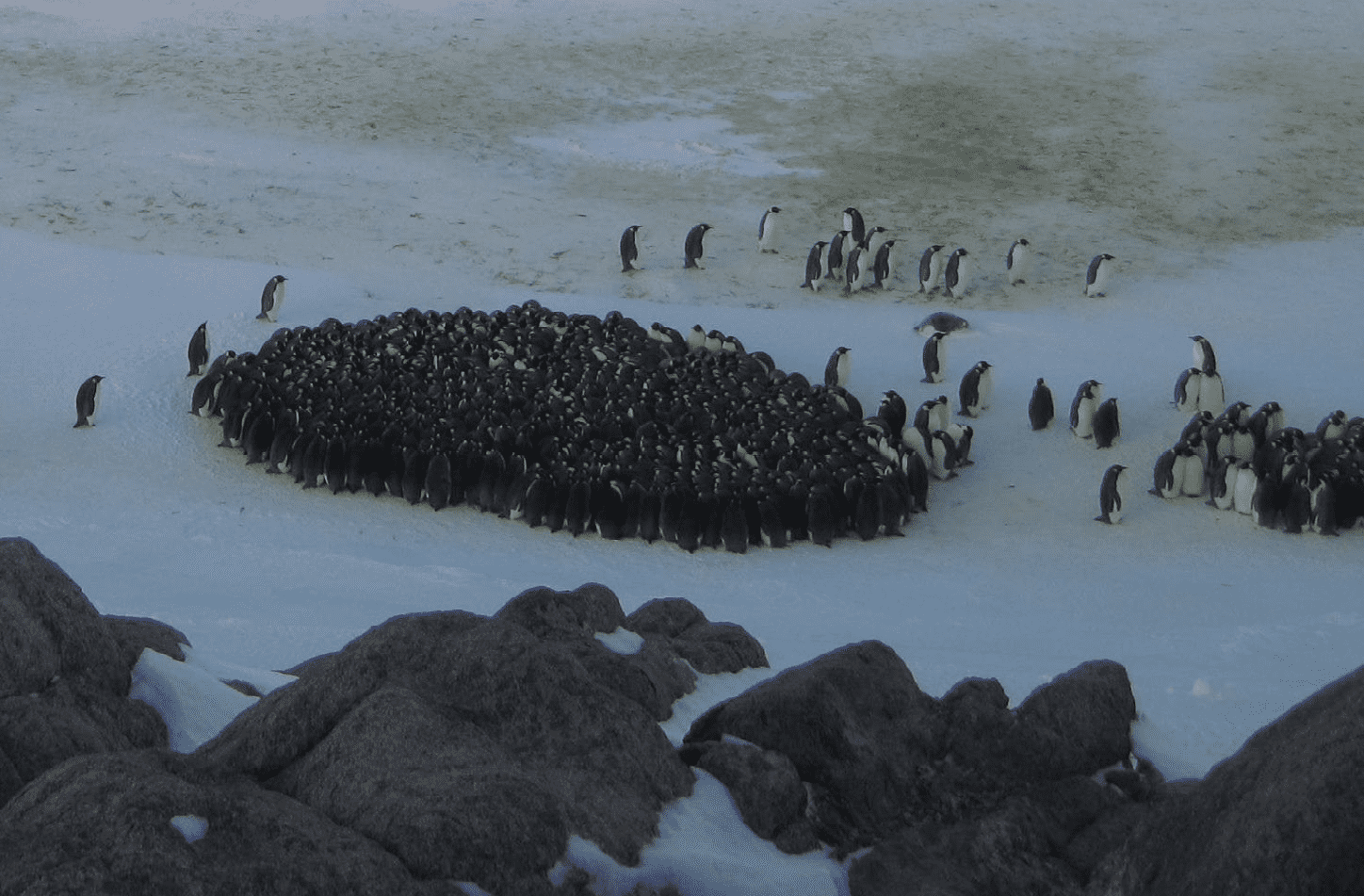 A group of Emperor Penguins huddling together for warmth
