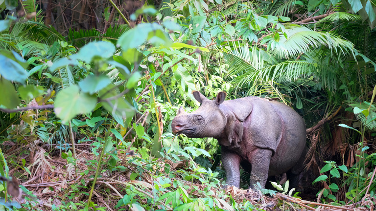Critically endangered Javan Rhino in its natural habitat