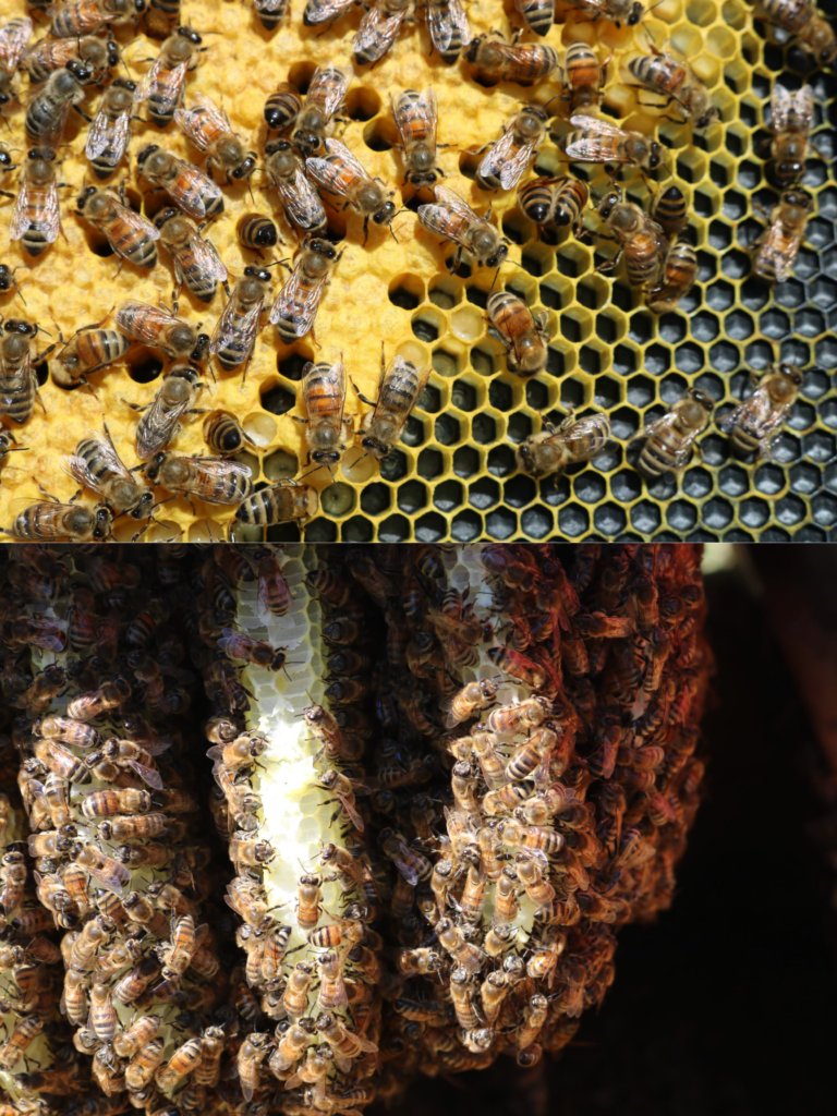 A bustling honeybee colony within a hive
