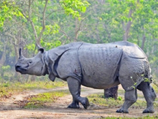 An Indian rhinoceros grazing peacefully in Kaziranga National Park