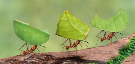 Leafcutter ants diligently transporting leaves for their fungus gardens
