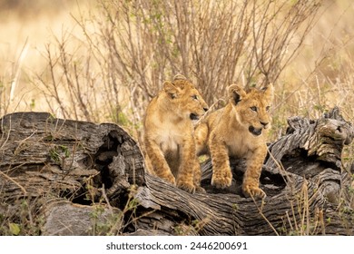 Lion cubs practicing hunting techniques in the grassland