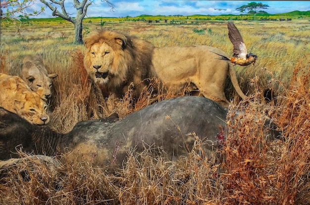 A lion showcasing its role as a top predator in the savannah ecosystem