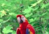 A vibrant scarlet macaw perched in its natural habitat
