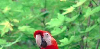 A vibrant scarlet macaw perched in its natural habitat