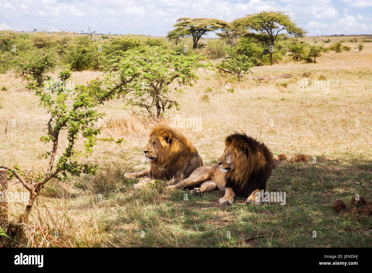 A lion resting in the savanna exemplifying the strength and stability of quadrupedalism