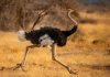 An ostrich demonstrating bipedalism in its natural habitat