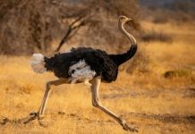 Bipedal vs Quadrupedal: Which is the Superior Survival Strategy? An ostrich demonstrating bipedalism in its natural habitat
