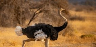 Bipedal vs Quadrupedal: Which is the Superior Survival Strategy? An ostrich demonstrating bipedalism in its natural habitat