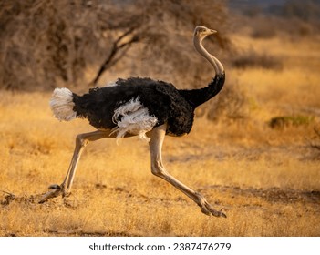 An ostrich running swiftly on the savanna