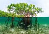 Secrets of Marine Life: How Ocean Creatures Adapt to Their Environments A rich coastal ecosystem with mangroves