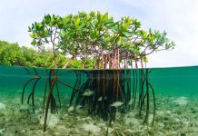 Secrets of Marine Life: How Ocean Creatures Adapt to Their Environments A rich coastal ecosystem with mangroves