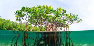 Secrets of Marine Life: How Ocean Creatures Adapt to Their Environments A rich coastal ecosystem with mangroves