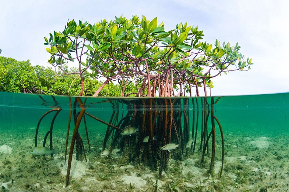 A rich coastal ecosystem with mangroves
