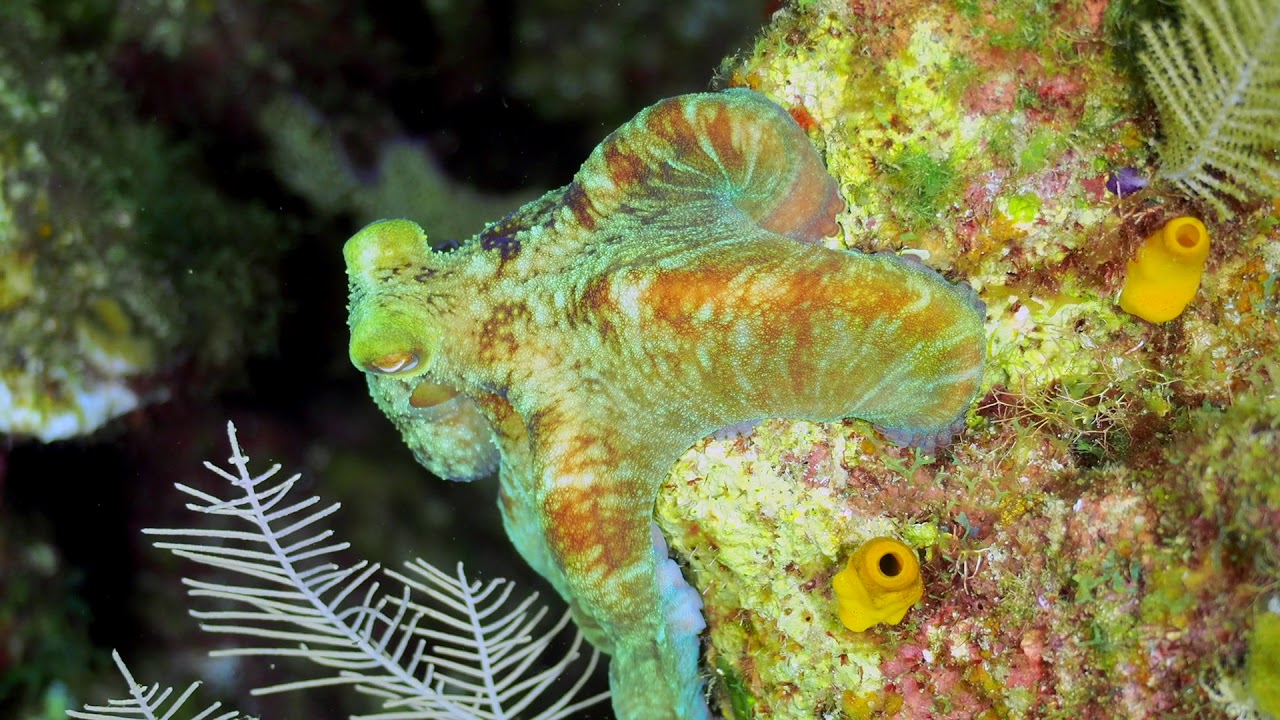 An octopus perfectly camouflaging with its surroundings