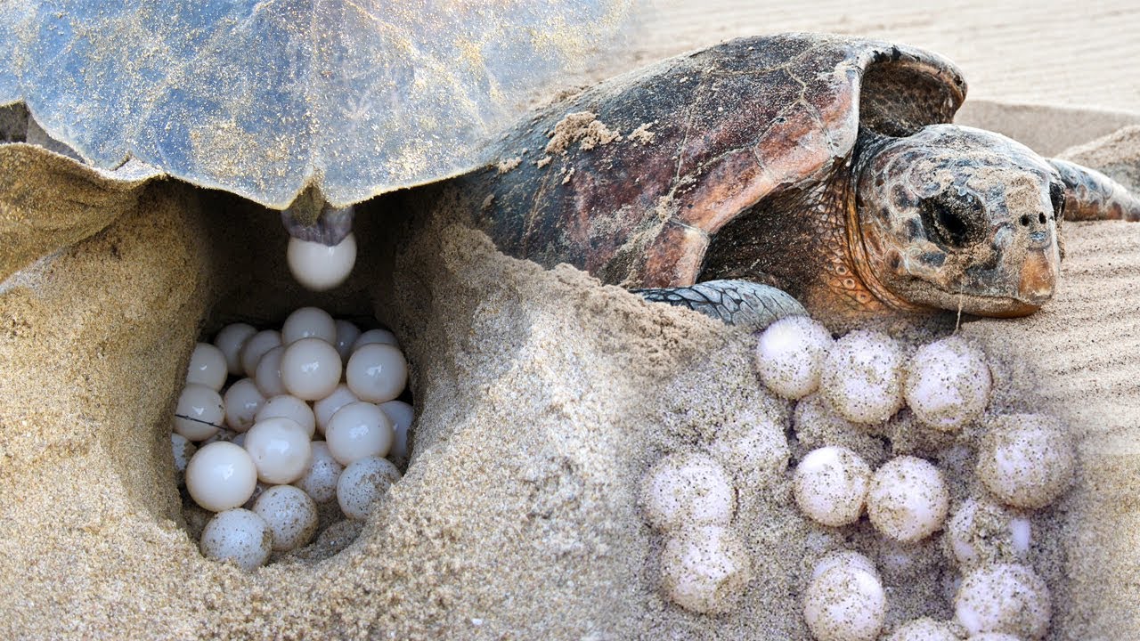 A sea turtle laying eggs on a beach showcasing the potential for wide distribution