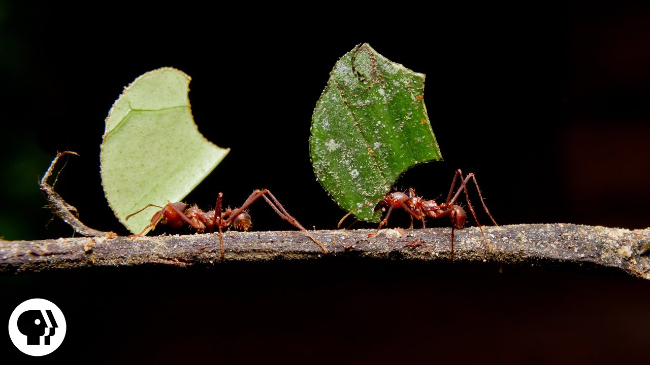 Ants showcasing their strategic teamwork and problemsolving abilities