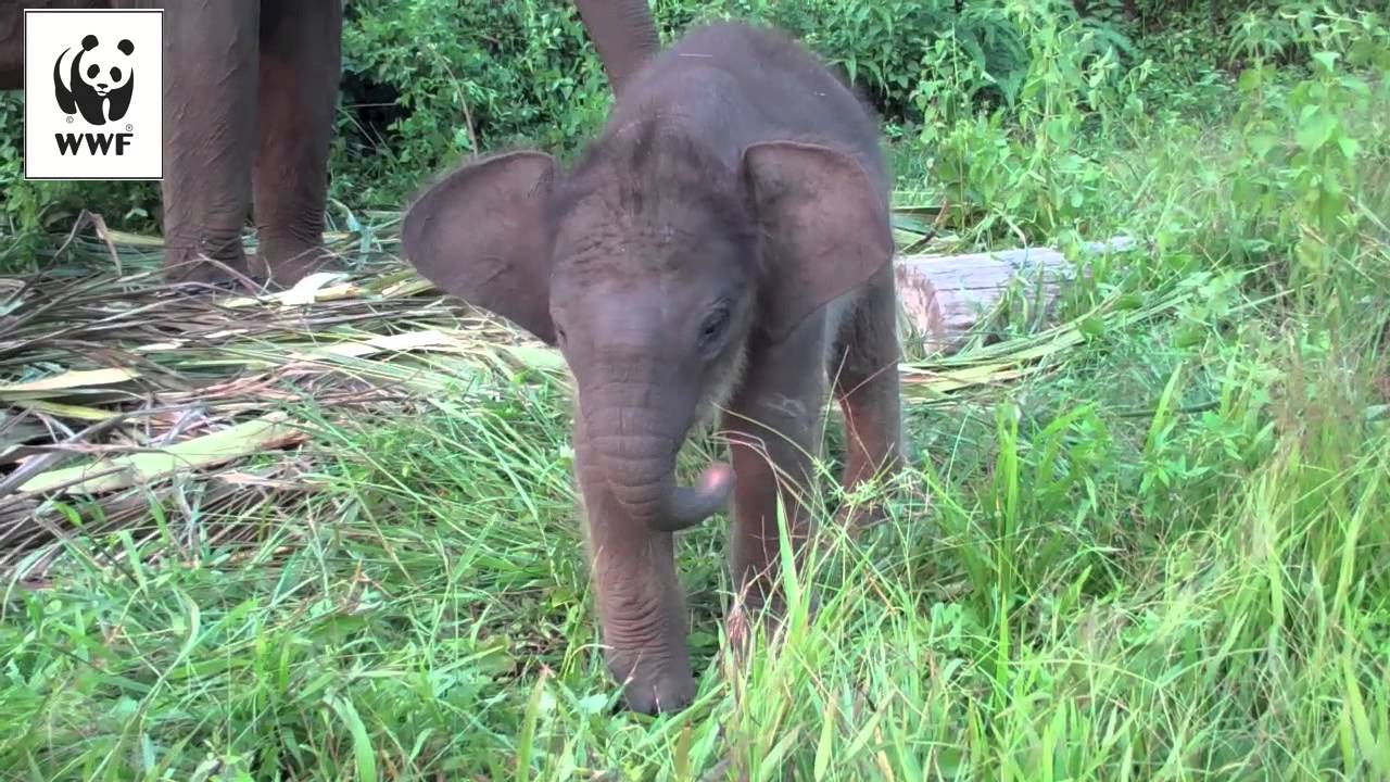 A young elephant learning the intricacies of using its trunk