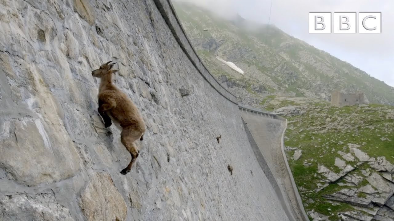 A mountain goat skillfully climbing a steep cliff