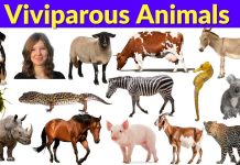 Viviparous vs Oviparous: Which Reproductive Strategy Wins? A mother dolphin swimming with her calf showcasing viviparous reproduction