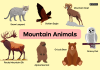 Mountain Animals: Discovering Life at High Altitudes An array of wildlife including iconic mountain species thriving in a mountain region