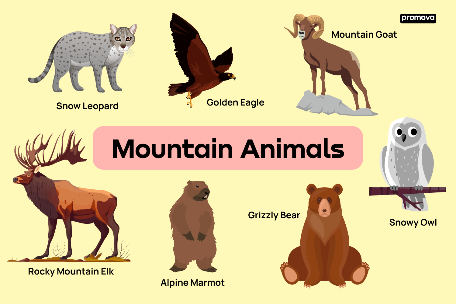 An array of wildlife including iconic mountain species thriving in a mountain region