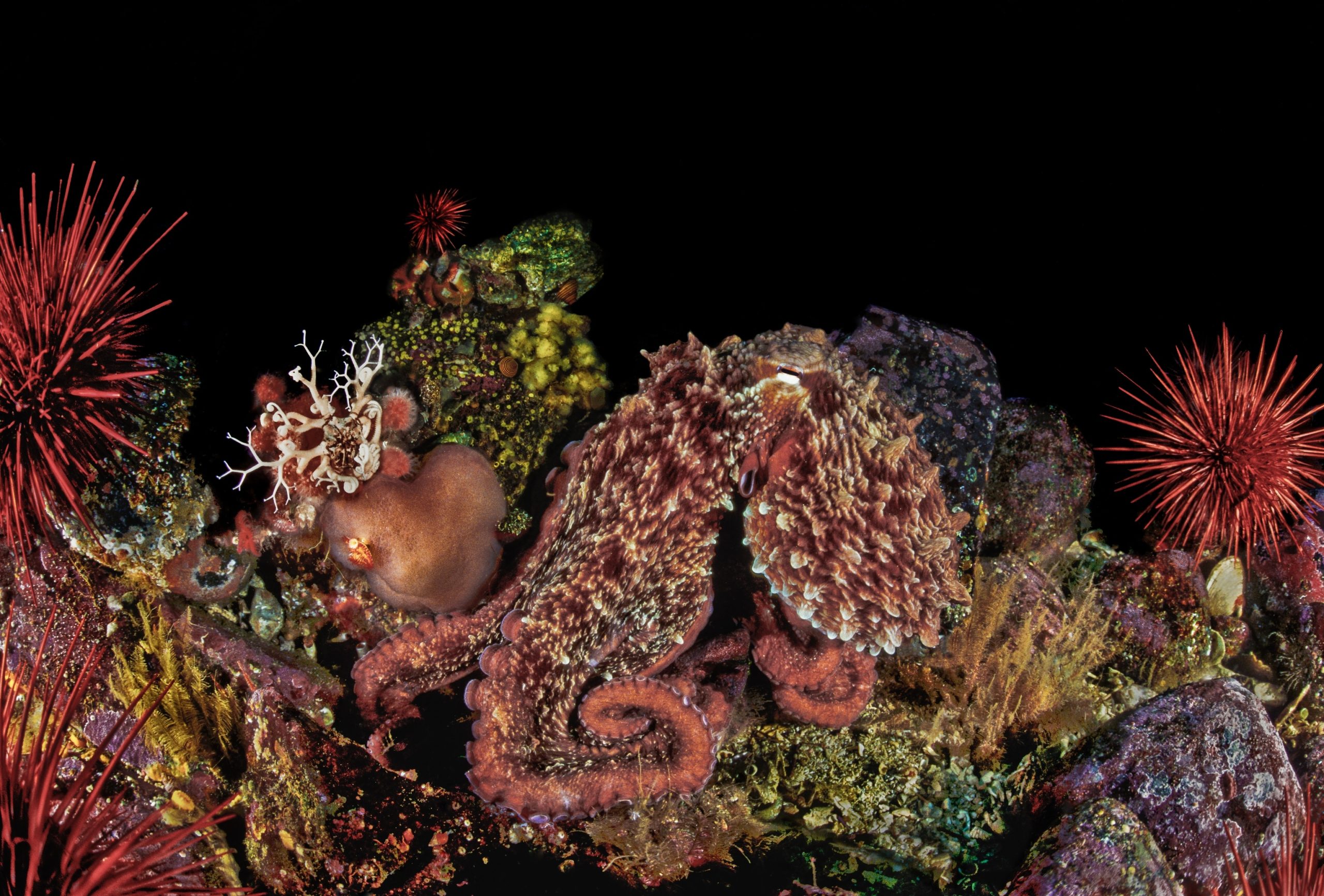 An octopus demonstrating its remarkable camouflage ability on a coral reef