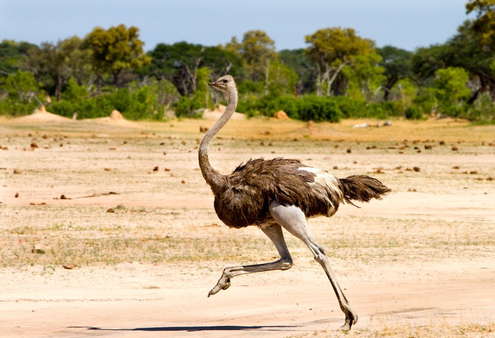 An ostrich running swiftly across the savanna