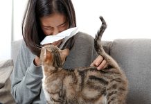 How to Choose the Right Domestic Animal for Your Home Understanding common pet allergies is crucial when choosing a pet