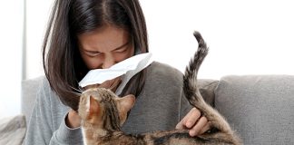 Understanding common pet allergies is crucial when choosing a pet