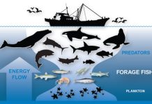 The Role of Fish in Marine Ecosystems: Insights from Experts Small pelagic fish like sardines feeding on plankton