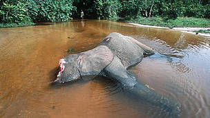 Elephant poached for tusks in African savannah