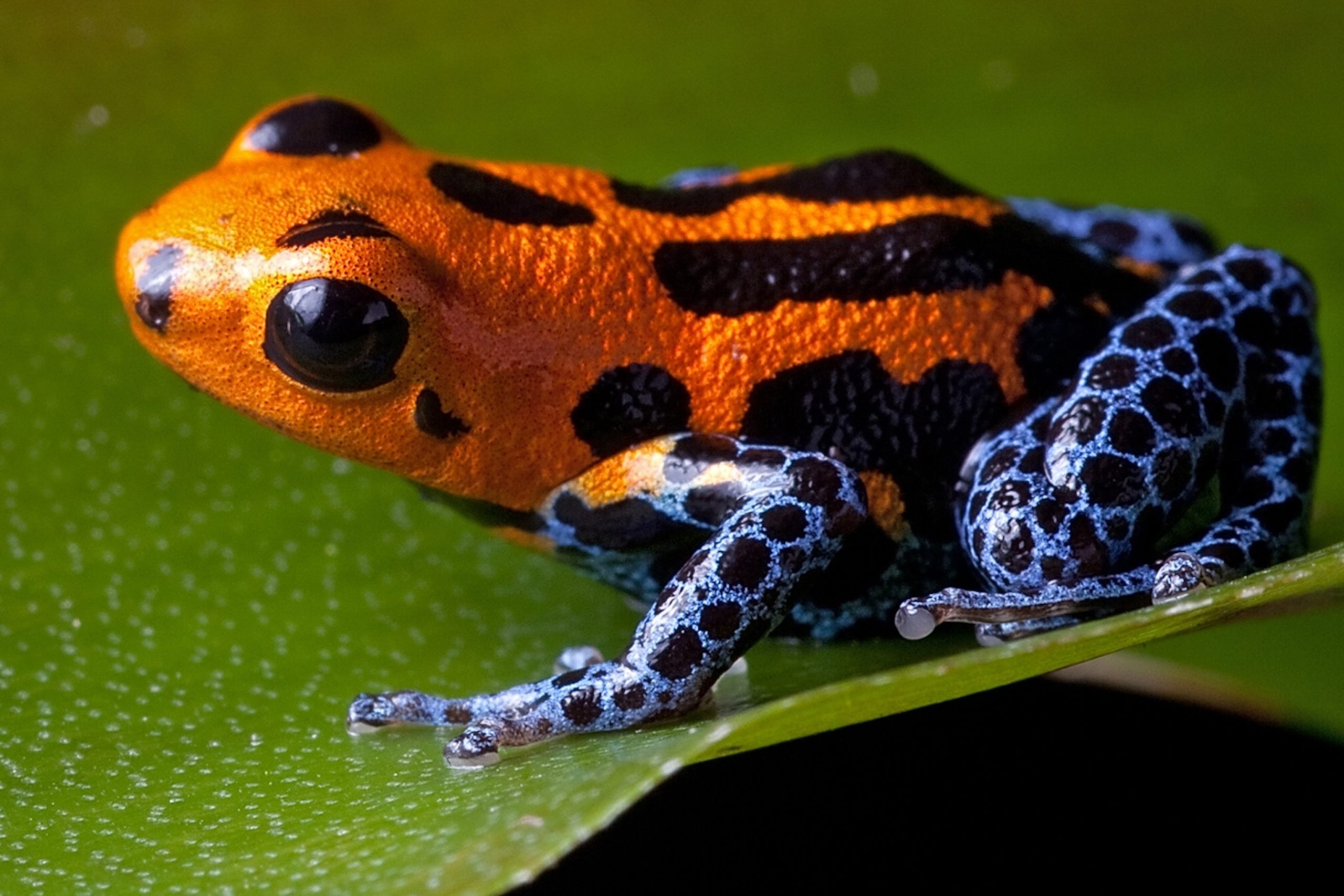 A brilliantly colored poison dart frog perched on a leaf