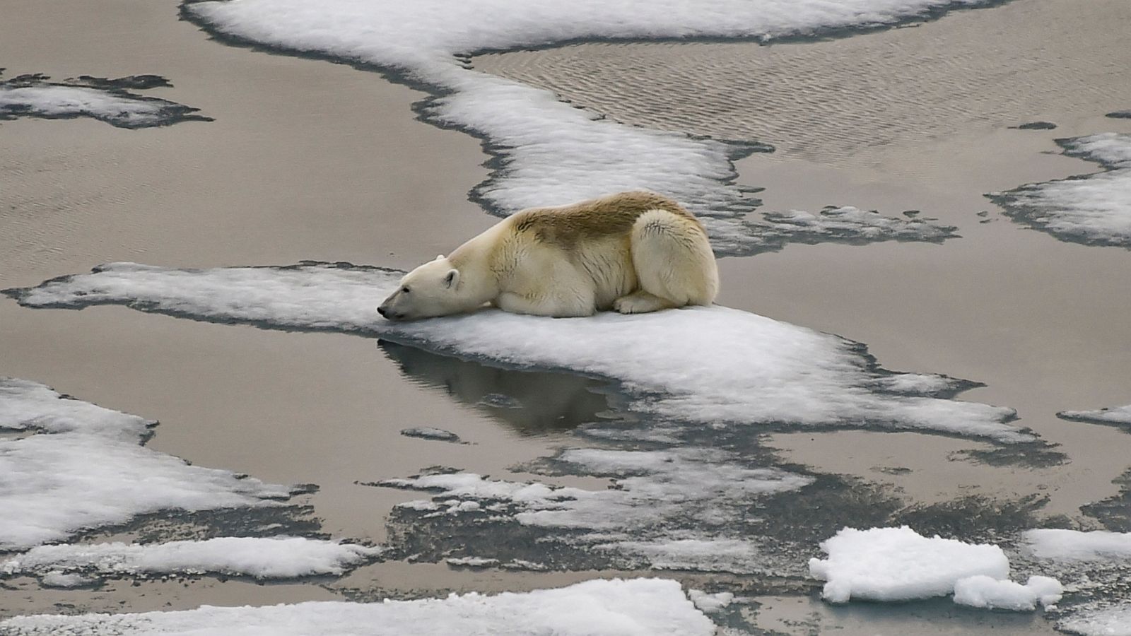 Polar bear navigating melting ice