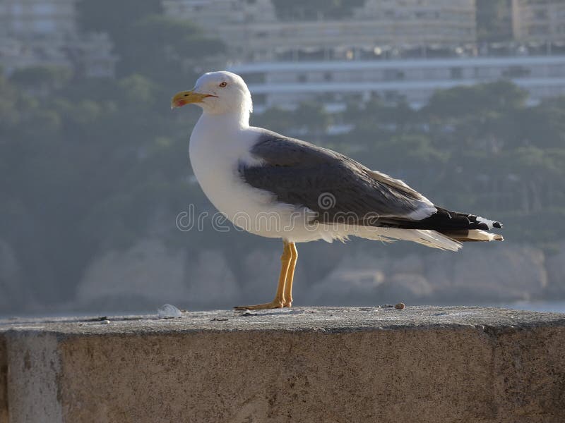A bird using its bipedal stance to scan the horizon