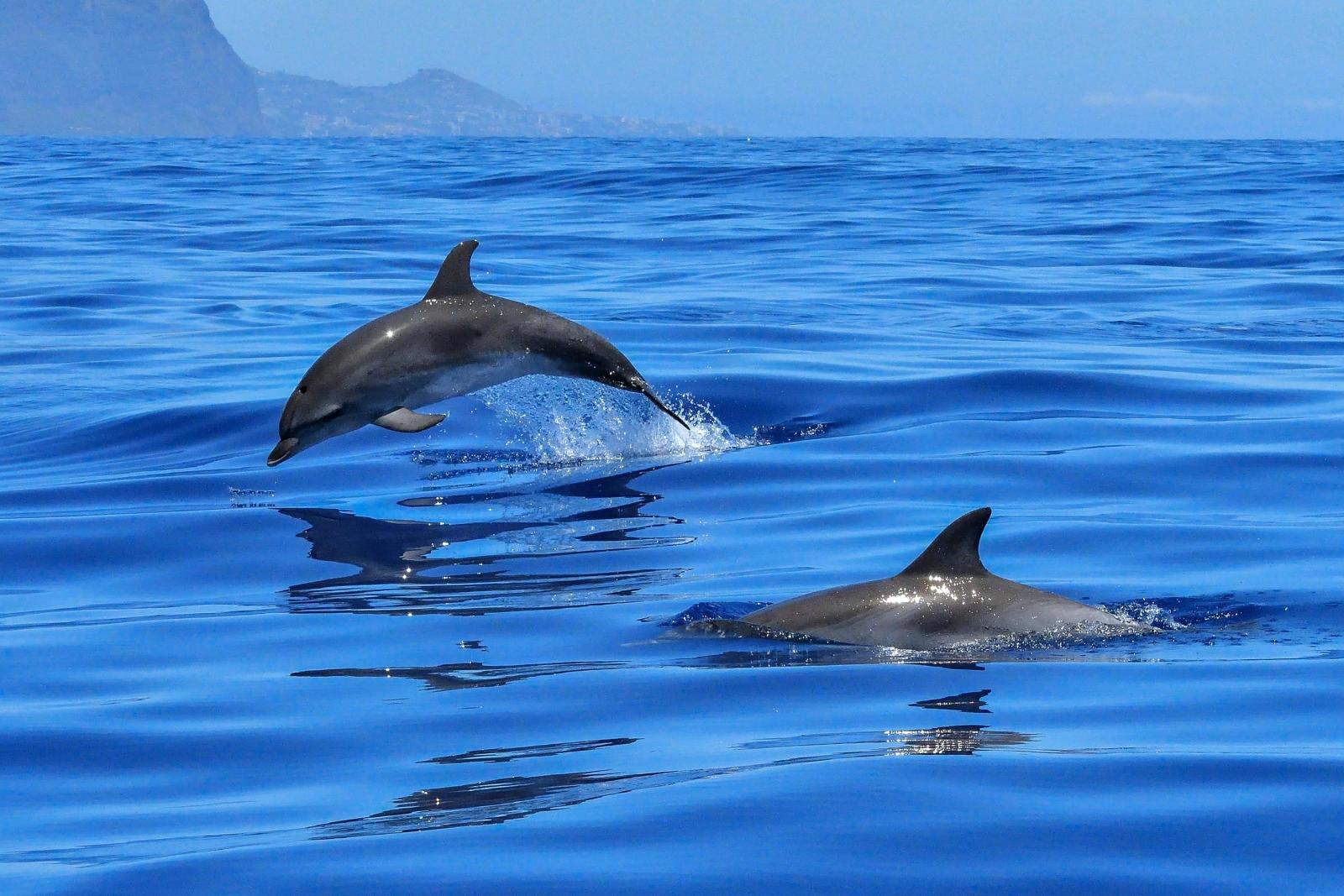 A group of dolphins exhibiting their social behavior in the ocean