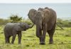 How Viviparous Animals Adapt to Changing Climates A mother elephant with her calf illustrating viviparous reproduction